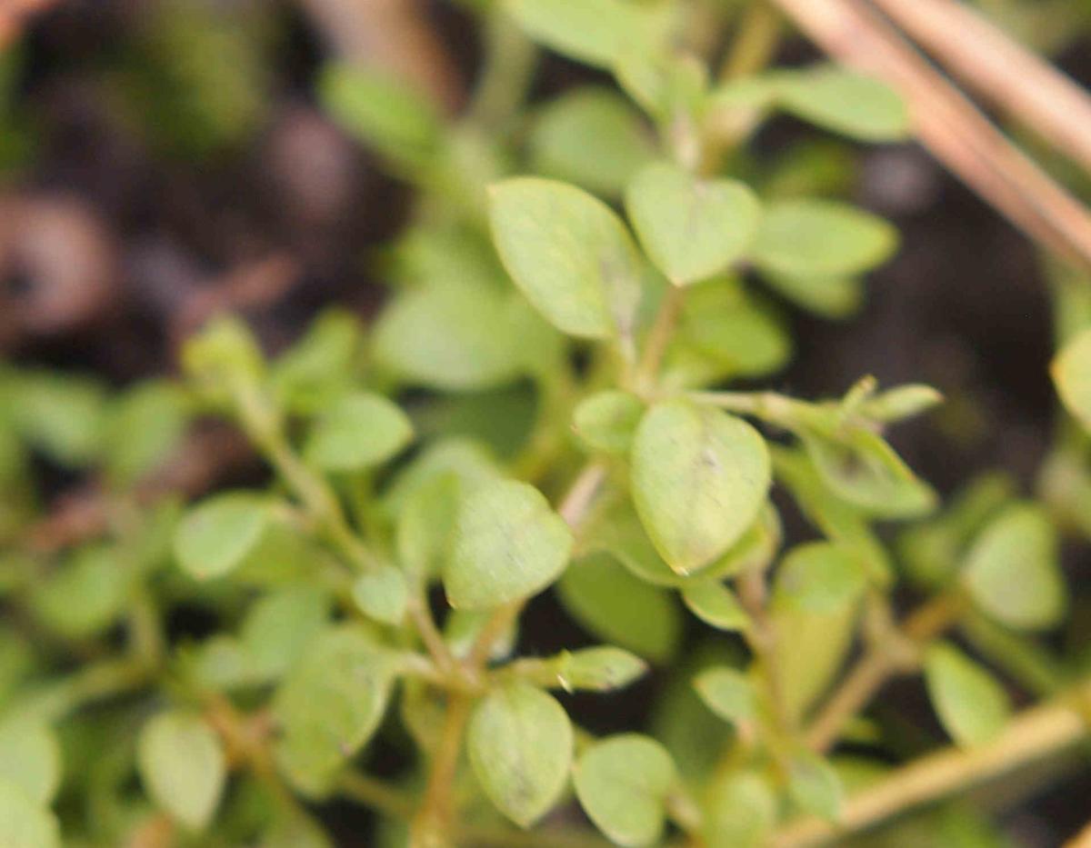 Chaffweed, Pimpernel, Dwarf leaf